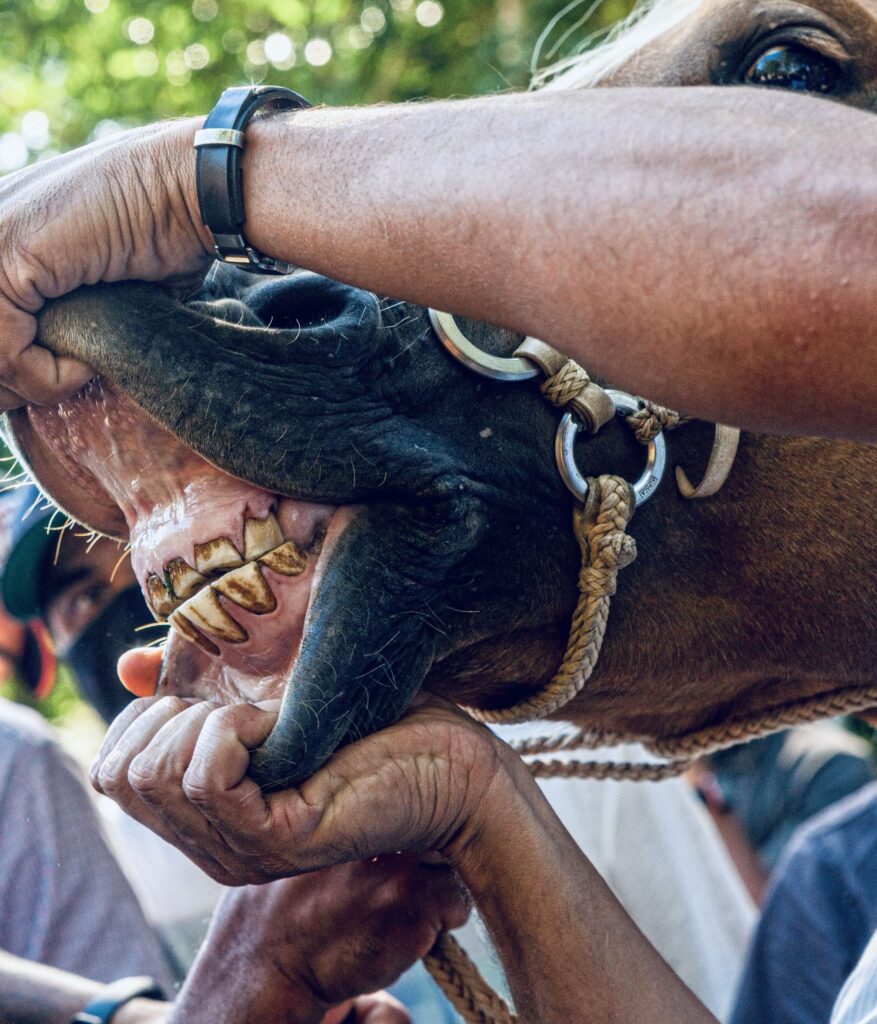 inspection des dents d'un cheval